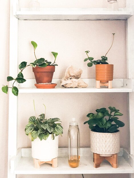 Potted plants in front of wall