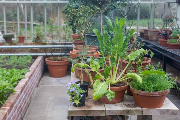 Potted plants in greenhouse