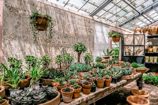 Potted plants in greenhouseA lot of tropical plants Horticulture concept