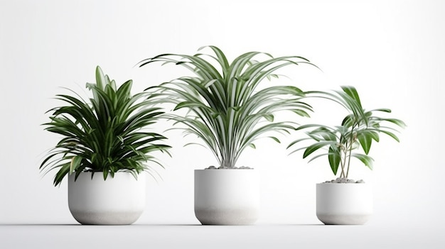 Potted plants isolated on a white background