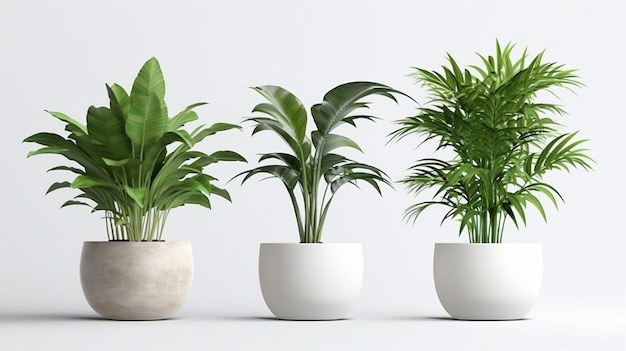 Potted plants isolated on a white background