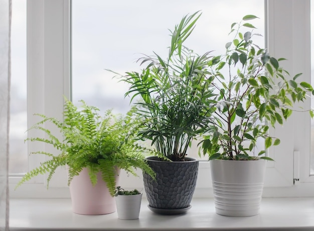 Photo potted plants on window sill at home