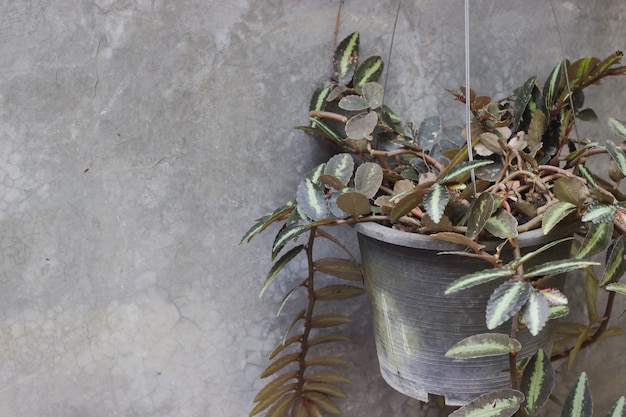 Potted plants with wall background