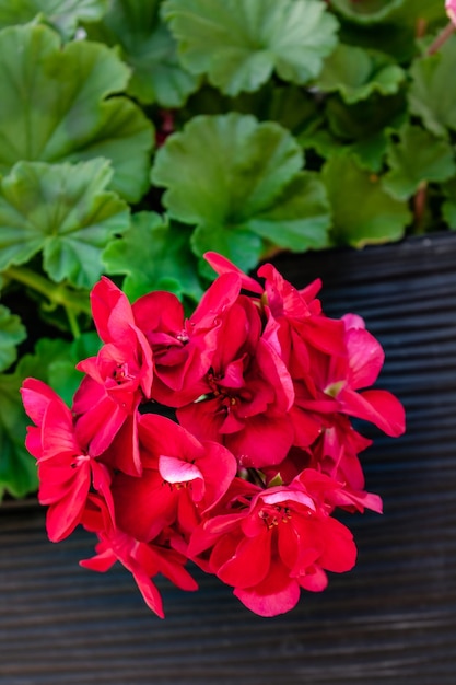 Photo potted red geranium on a windowsill pelargonium