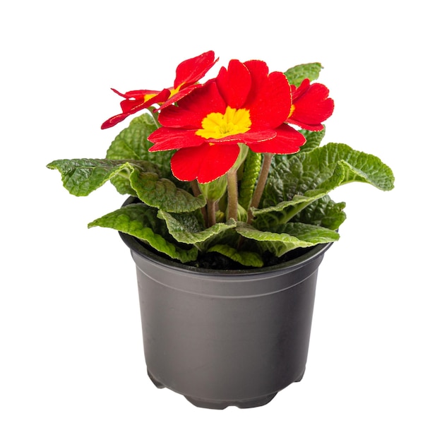 Potted red primula or primrose