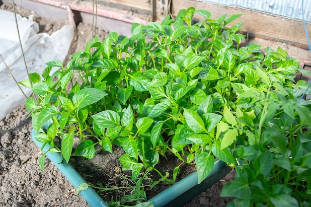 Potted seedlings growing in biodegradable peat moss pots