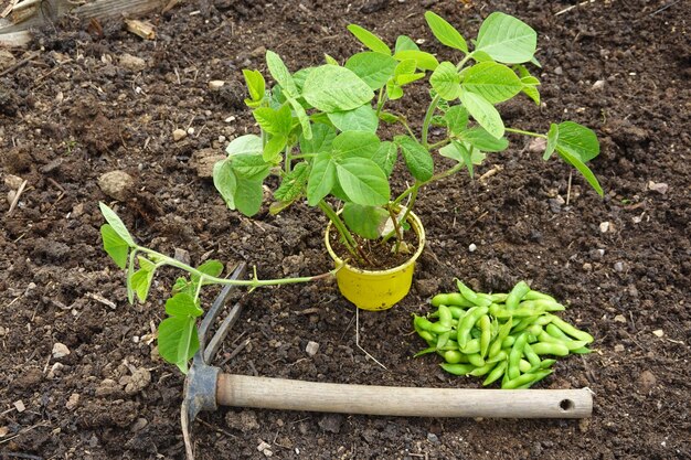 Photo potted soybean plant for transplanting into fertile soil with edamame pods and a hoe