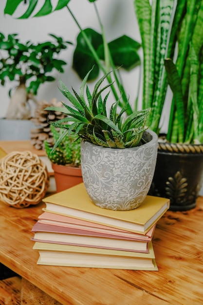 Potted succulent plant on heap of book