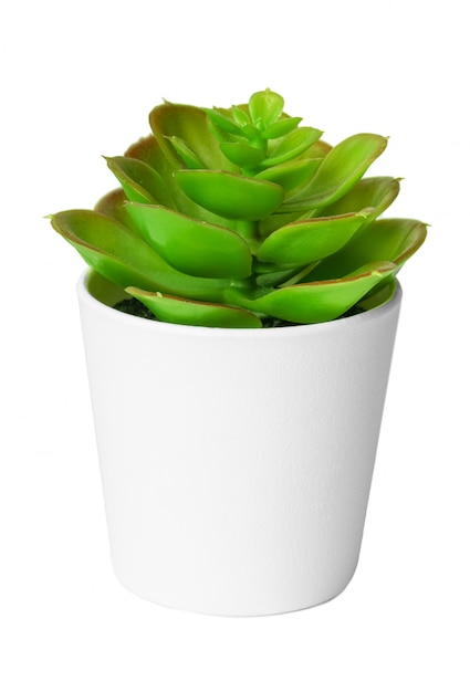 Potted succulent plant isolated