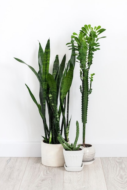 Potted succulents (Euphorbia trigona, Huernia and Sansevieria) staying on the floor on white wall background