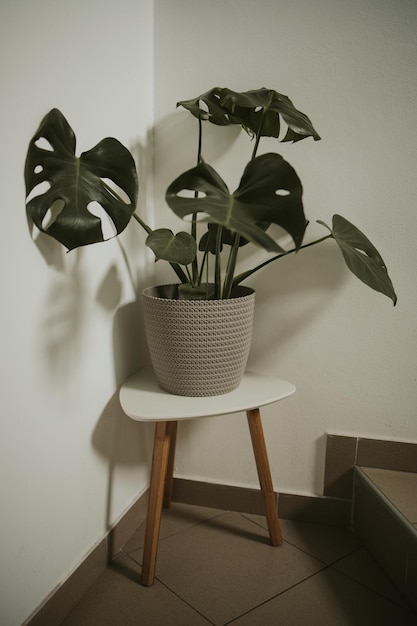 Potted Swiss cheese plant on a stool placed by the staircase