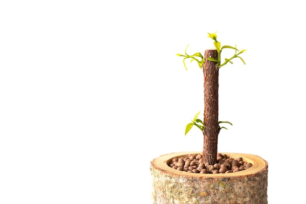 Potted trees help reduce global warming produced from natural fibers Eco pots with little plants