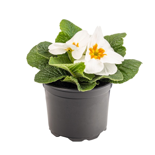 Potted white primrose in blossom