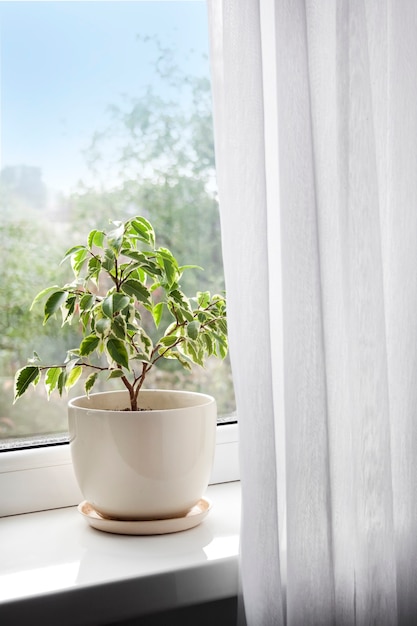 Potted young Ficus benjamina plant on the windowsill in the room.