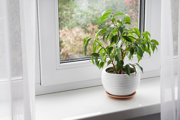 Potted young Ficus benjamina plant on the windowsill in the room.