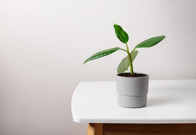 Potted young ficus elastic tree on white table