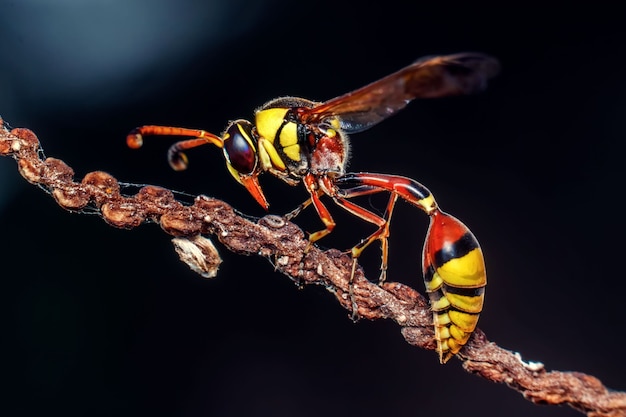 Potter wasp on a twig close up