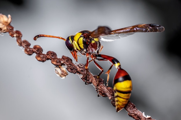 Potter wasp on a twig close up