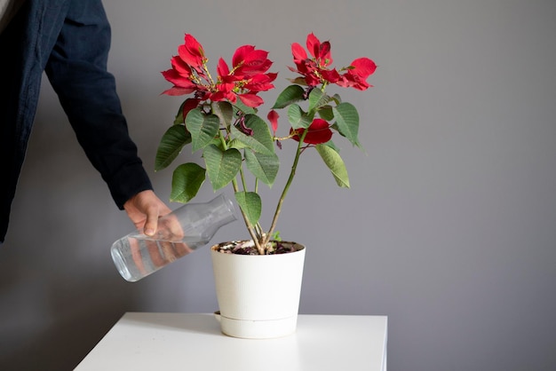 A pouring water from bottle into the home flower pot