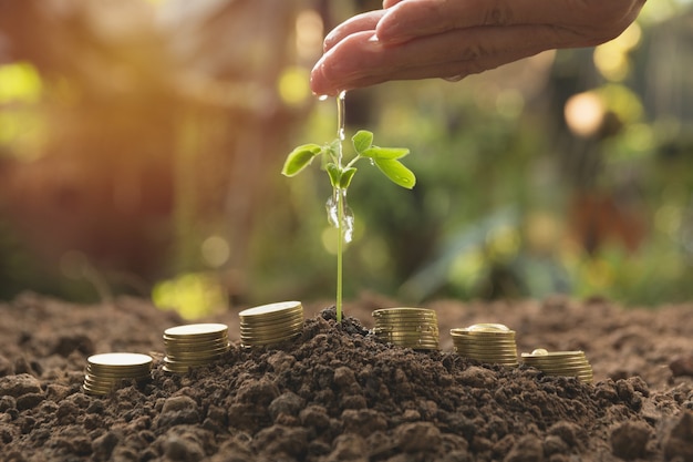 Pouring a young plant from hand with stack coins. Gardening and watering plants.