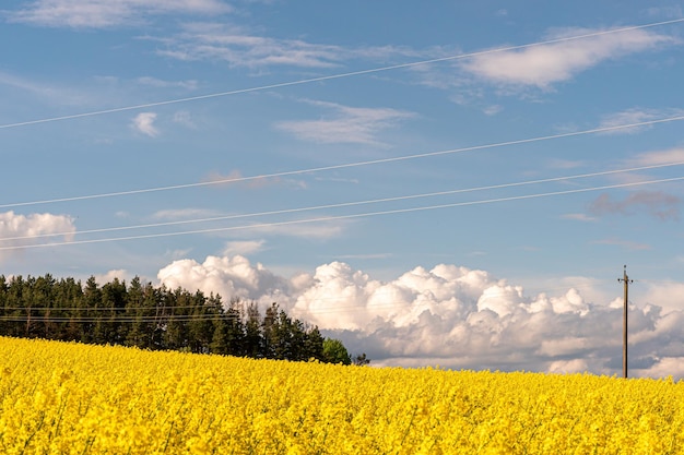 Power line in rape field A line of electric poles with cables of electricity in a rape field The concept of clean and renewable energy Agriculture in an ecologically clean place