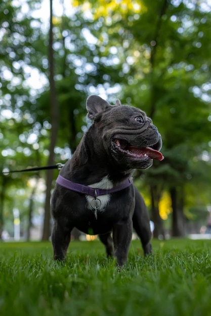 Powerful dog french bulldog stands in the park with his tongue hanging out and looking to the side