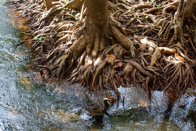 Powerful root system of mangrove trees on the banks of the river Horizontal photo