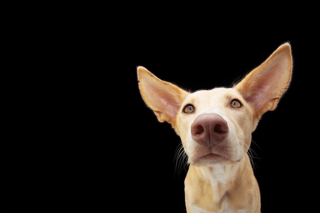 PPortrait curious hound puppy dog with big ears.