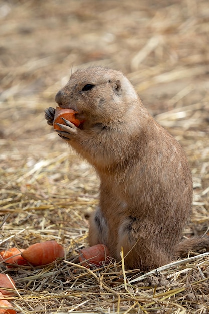 A prairie dog Cynomys ludovicianus is eating a carrot