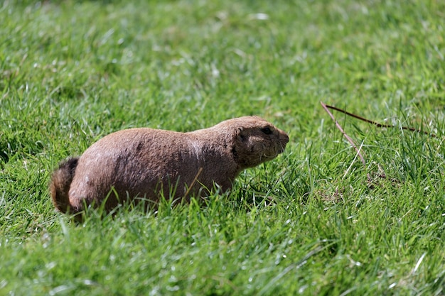 Prairie Dog (Cynomys)