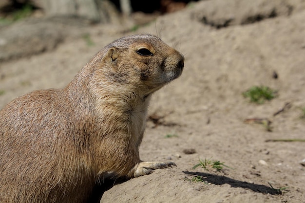 Photo a prairie dog looks at the camera.