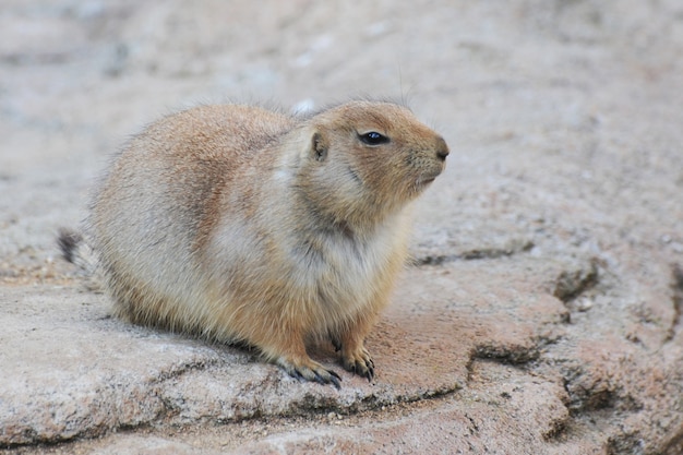 Prairie dog