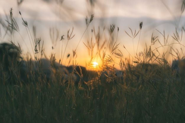 Prairie grasses silhouette