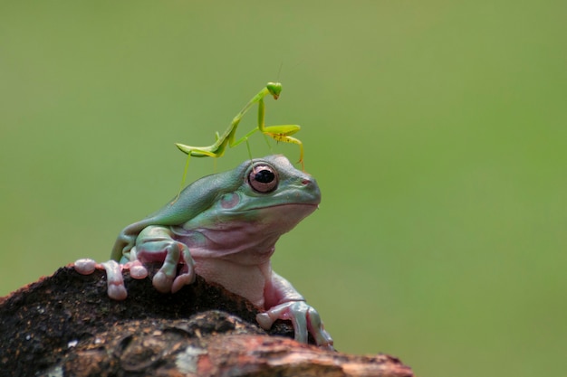 Praying Mantis Sitting on a Tree Frogs