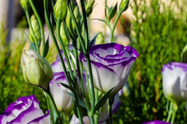 Preciosa flor lisianthus eustoma o rosa japonesa o china