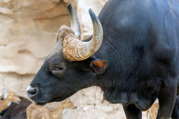 Precious Gaur Bos gaurus also called seladang or Indian bison