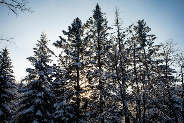 Precious sunlight through trees while short winter days