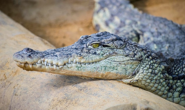 Predator, An alligator is a crocodilian in the genus Alligator of the family Alligatoridae,  close up texture of alligator skin