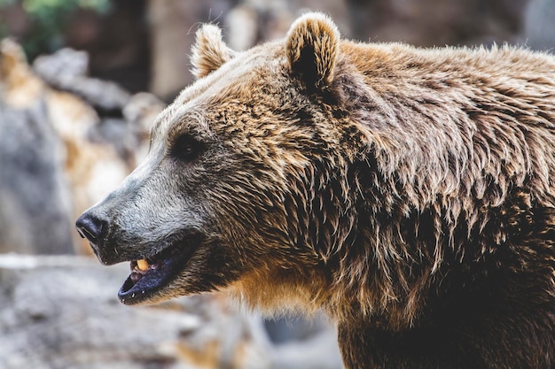 Predator, beautiful and furry brown bear, mammal