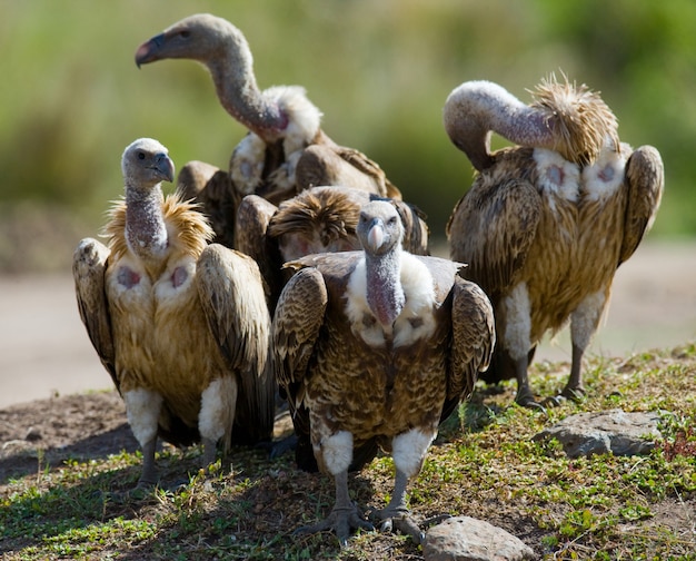 Predator birds are sitting on the ground Kenya Tanzania Safari East Africa