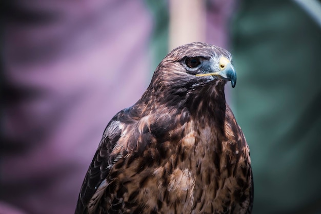 predator, exhibition of birds of prey in a medieval fair, detail of beautiful imperial eagle in Spain