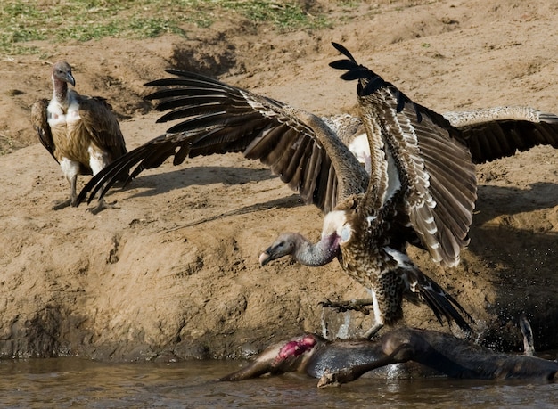 Predatory birds eat the prey in the savannah Kenya Tanzania Safari East Africa