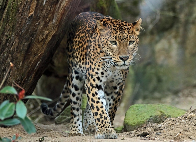 Predatory leopard near a tree in the forest