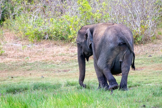 Pregnant asian elephant or elephas maximus in wild jungle