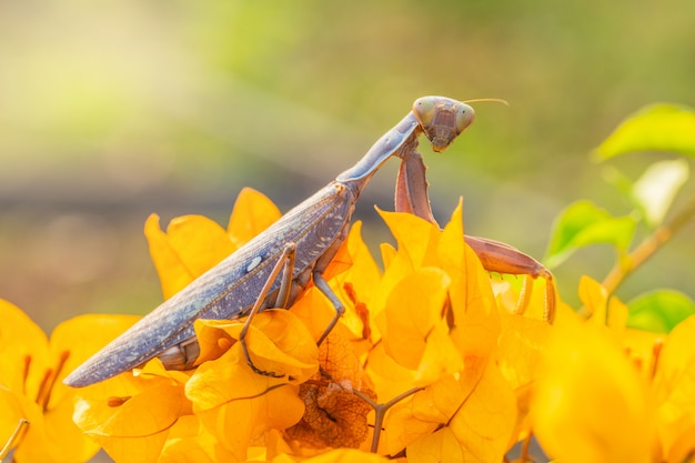 The pregnant brown grasshopper is on the orange  flower.