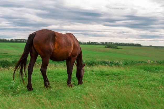 Pregnant brown horse grazing in field