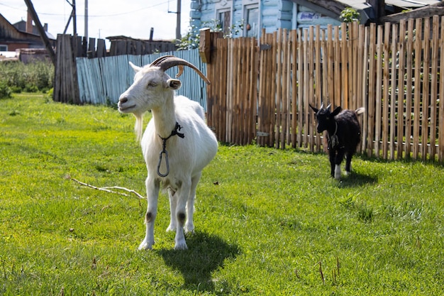 Pregnant white goat on the lawn in the village