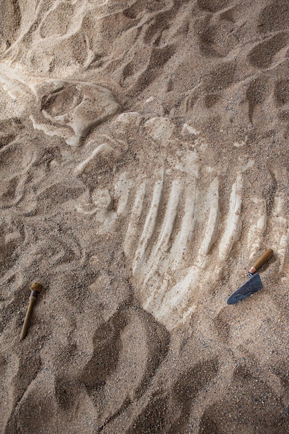 Prehistoric skeleton under the sand