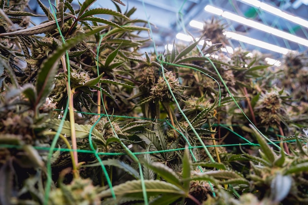 Photo premium cannabis plants in a greenhouse ready for harvest