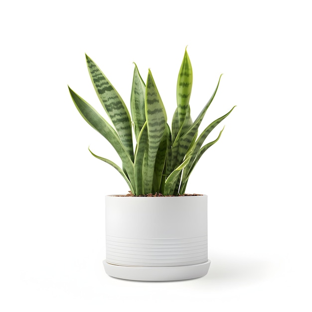 Premium White Plant Pot with Plant